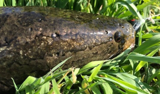 魚のエラについてどこまで知ってる 呼吸器官以外の機能をチェック