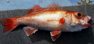 魚のアップ写真