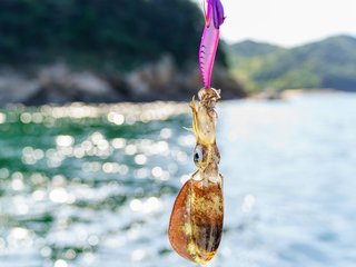 イカキング FV2316] Mens Adidas ZX ALKYNE | eBay