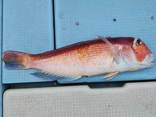釣れたアマダイの画像