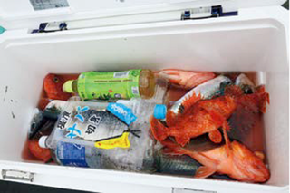 クーラーボックスの中身