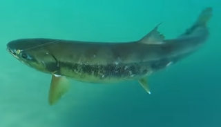 カラフトマスってどんな魚 釣り方や食味 おすすめ料理をご紹介