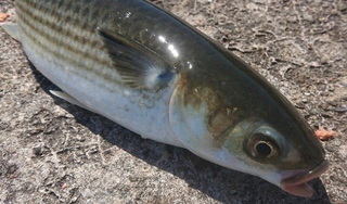 ボラの釣り方ってどうすればいいの ニオイが気になるけど意外と美味しい魚