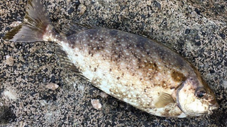 アイゴのトゲに注意 磯釣りで釣れる毒を持った魚の特徴や生態をチェック