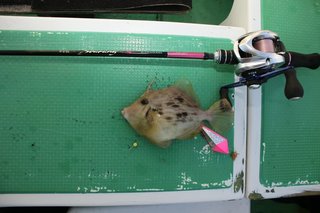 ロッドセレクトが明暗を分ける！最新にして最強のカワハギ釣り入門