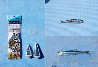 秋めく沖釣り 大型混じりで開幕 太東 大原のヒラメ