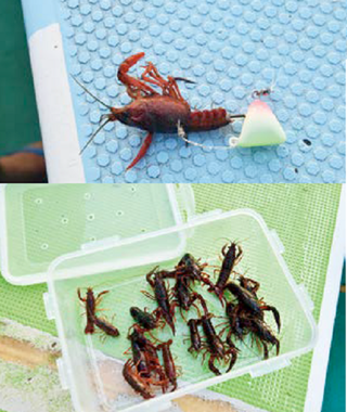 なんと！ザリガニエサを持ち込む人もいた