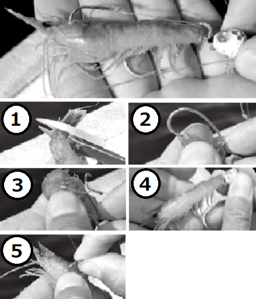 エサの付け方の写真