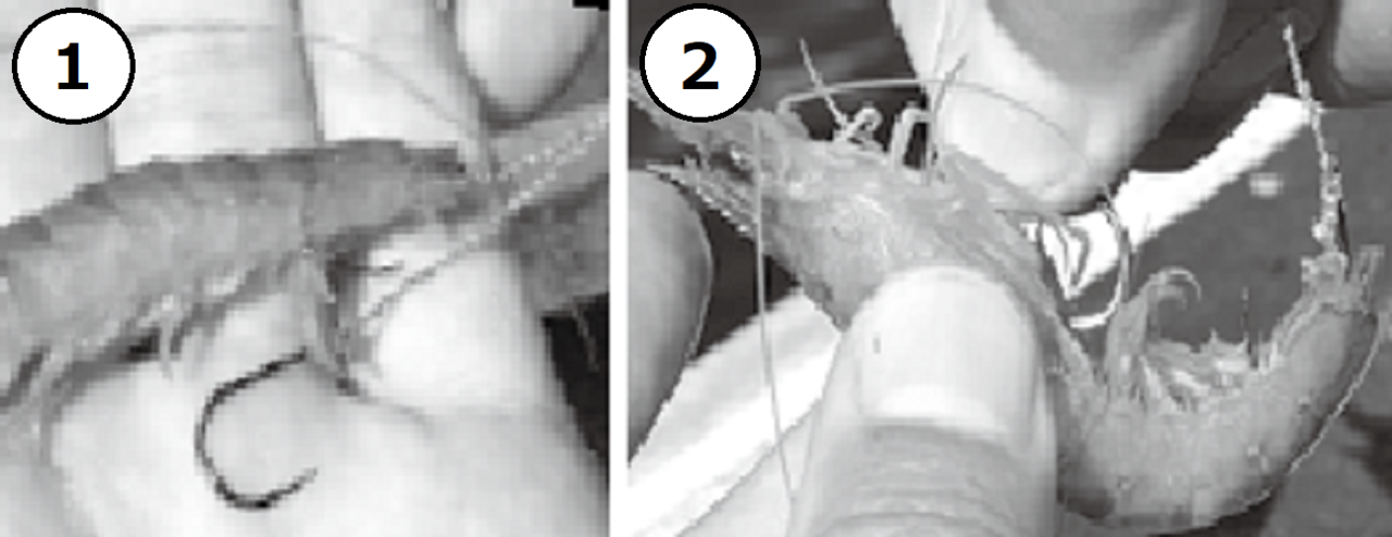 エサ付けの写真