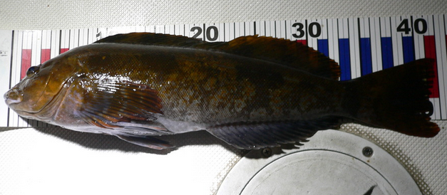 魚のアップ写真