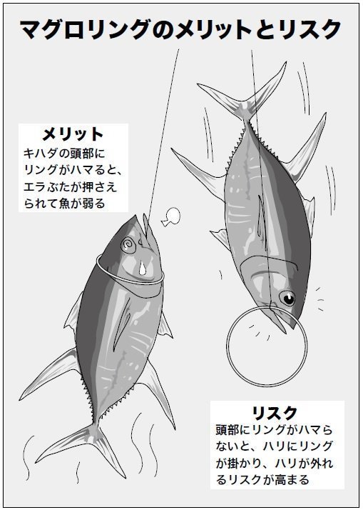 マグロリングのメリットとリスク