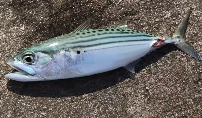 沖縄で釣れるグルクマってどんな魚なの 特徴や釣り方を詳しくチェック