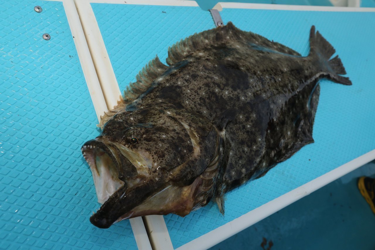 感度が広げる水中イメージ 釣れる 楽しい がまかつltヒラメ入門