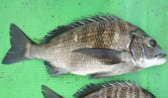 魚のアップ写真