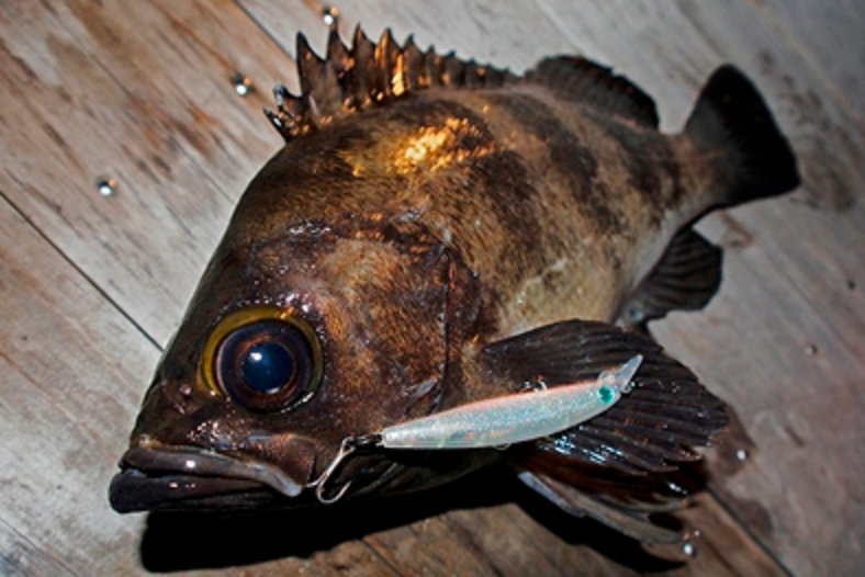 魚とルアーのアップ写真