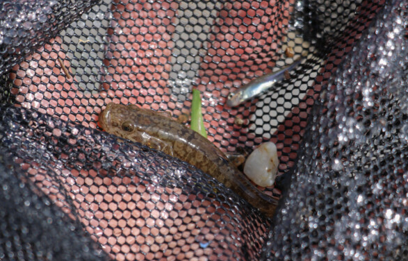 ランディングネットのアップ写真