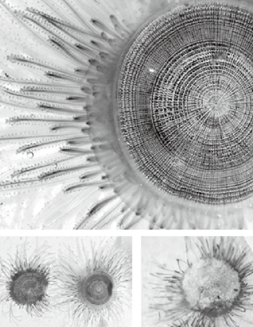 ギンカクラゲの画像