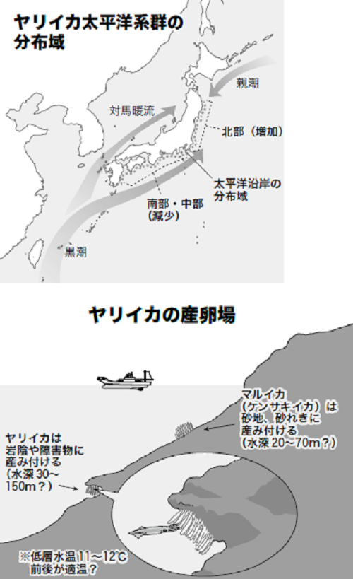 ヤリイカ分布図