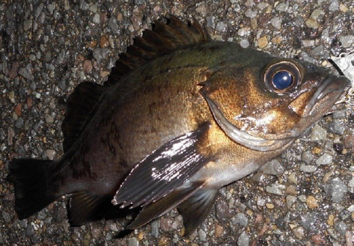 魚のアップ写真