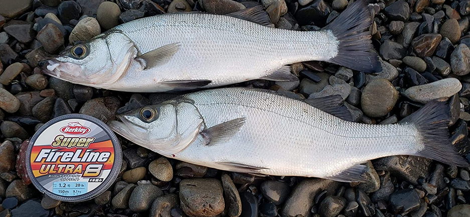 ラインと魚のアップ写真