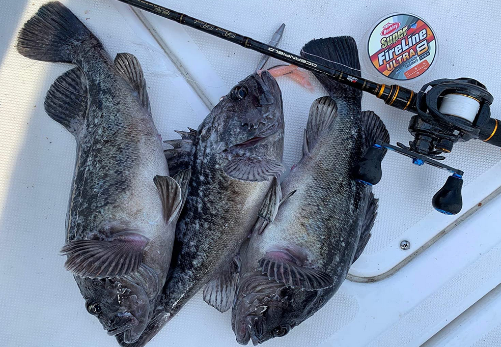 ラインと魚のアップ写真