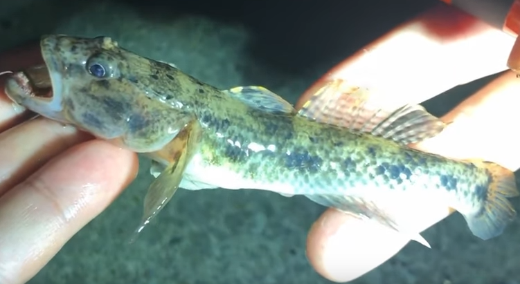 魚のアップ写真