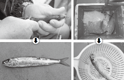 エサ付けの写真