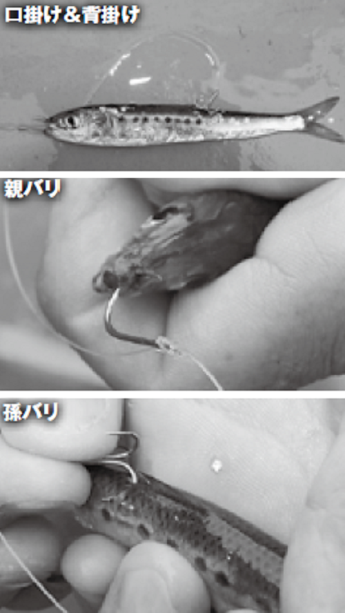 エサ付けの写真