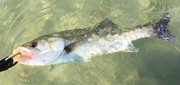 魚のアップ写真
