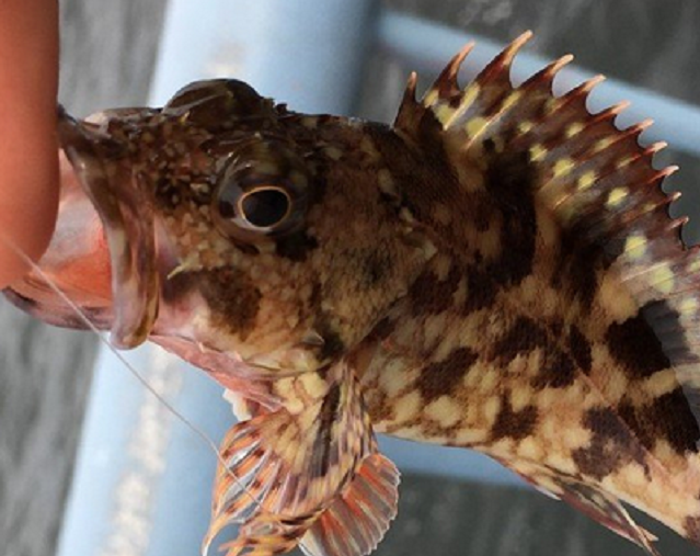 魚のアップ写真