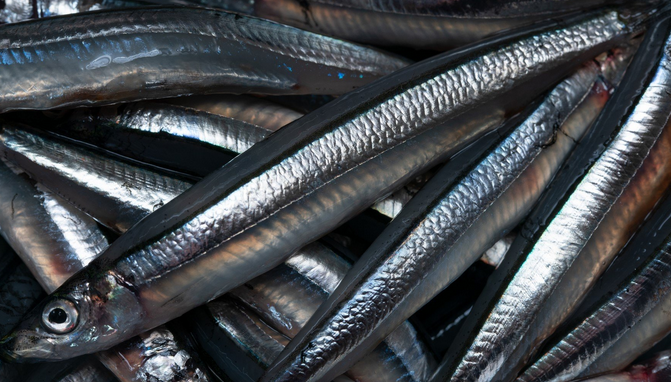 魚のアップ写真