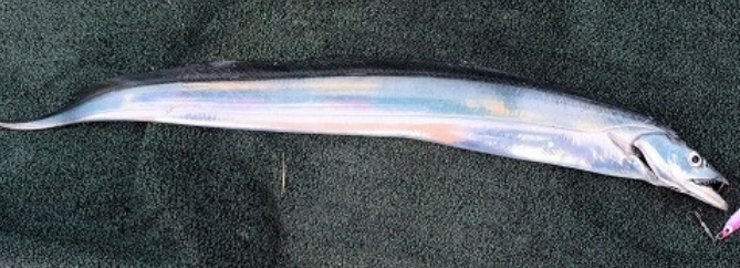 魚のアップ写真