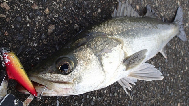 魚のアップ写真