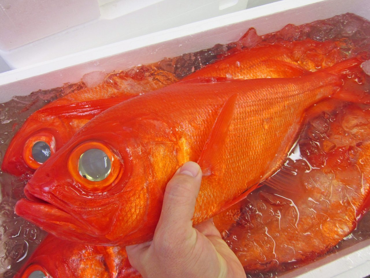 キンメダイの写真