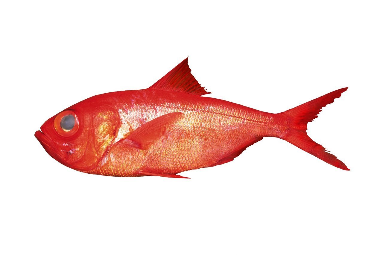 キンメダイの写真