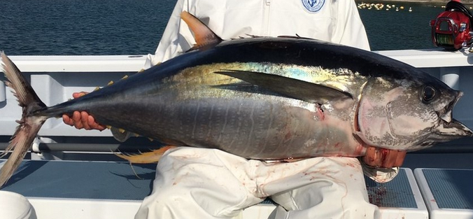 魚のアップ写真