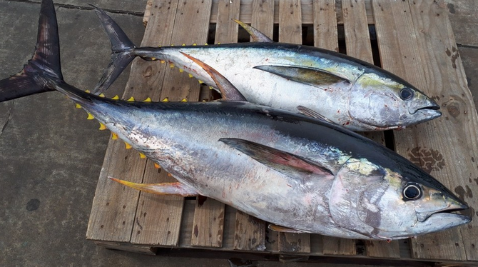 キハダマグロってどんな魚なの？特徴や釣り方をチェック