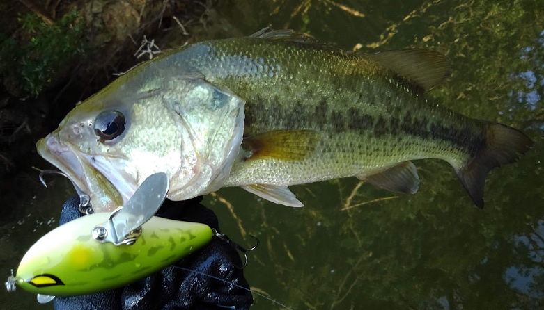 魚とルアーのアップ写真