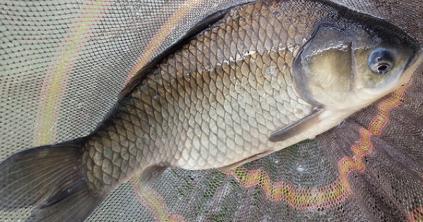 魚のアップ写真