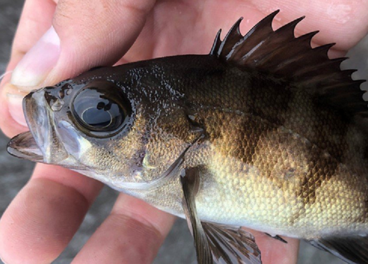 魚のアップ写真