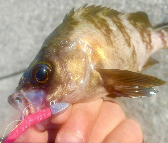 魚のアップ写真