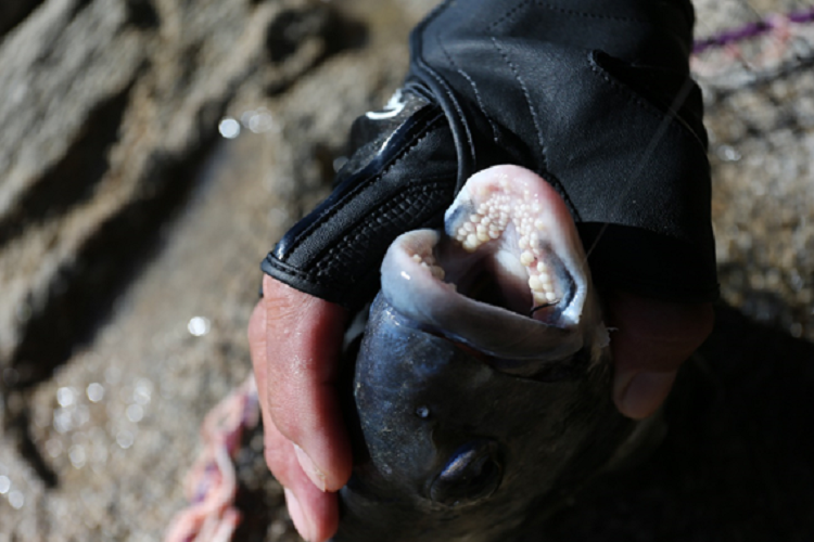 釣行の写真