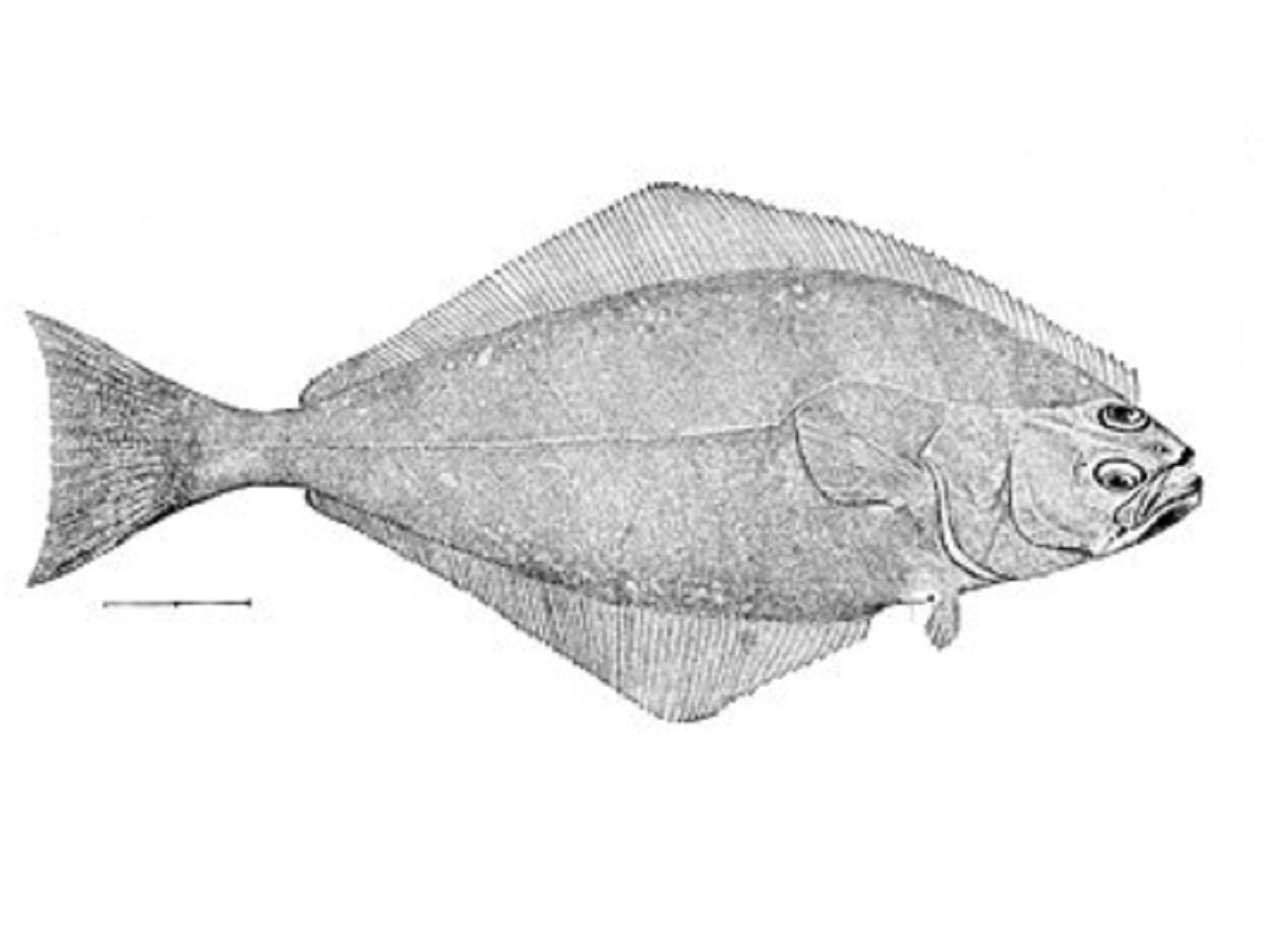 オヒョウの生態に迫る 全長4m超え 100年以上生きる魚って本当 釣りまとめアンテナ