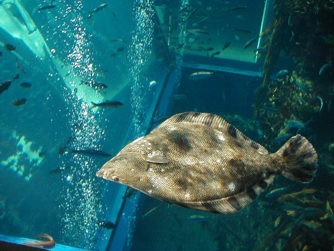 水槽の中で魚が泳いでいる写真