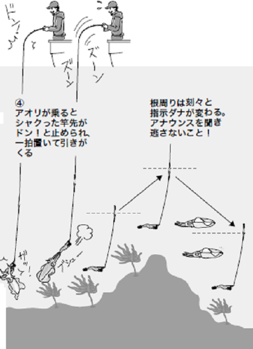 アオリイカと餌木あそび 餌木シャクリ