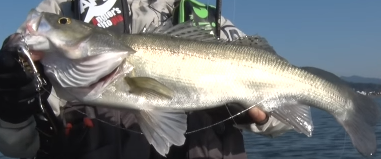 魚のアップ写真