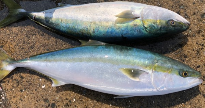 魚のアップ写真