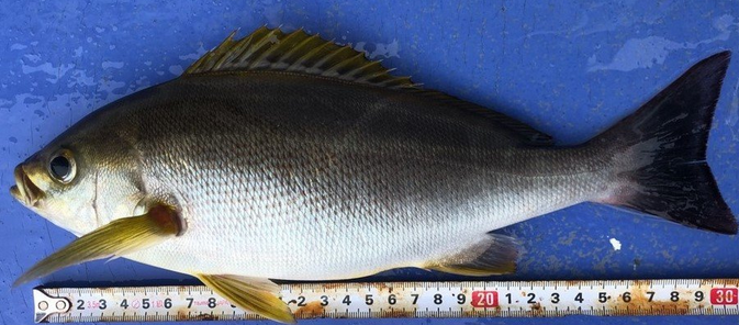 魚のアップ写真