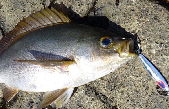 魚とジグのアップ写真