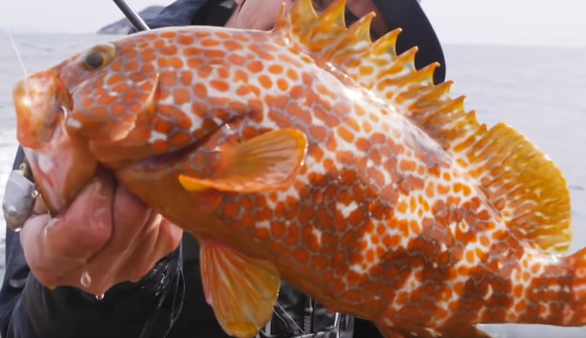 魚のアップ写真